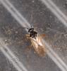 Tytthus parviceps